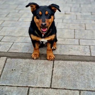 Pies do adopcji, Oborniki, 30 listopada 2024 (1/5)