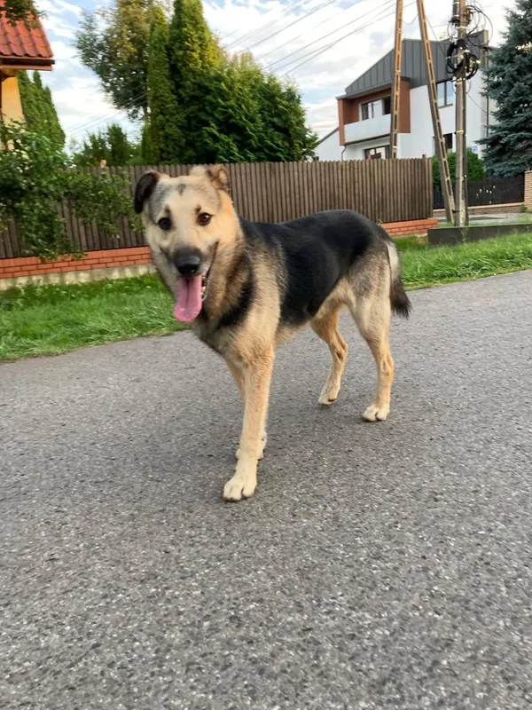 Pies do adopcji, Milanówek, 5 października 2024 (1/5)