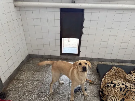 Pies do adopcji, Kraków, 24 grudnia 2024