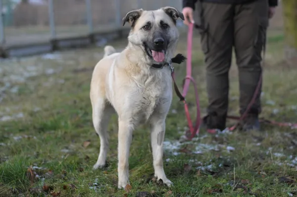 Pies do adopcji, Olsztyn, 16 grudnia 2024 (3/5)