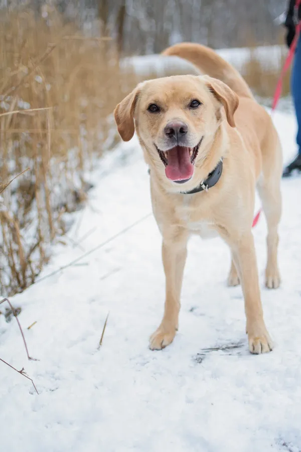 Znaleziono psa, Sosnowiec, 7 stycznia 2025 (4/5)