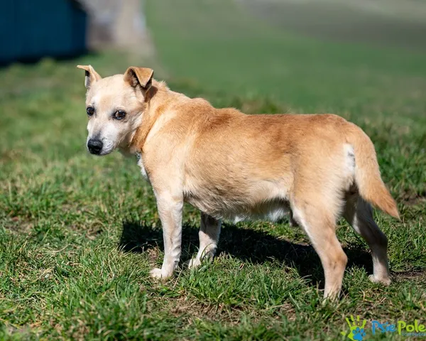 Znaleziono psa, Racławice, 3 stycznia 2025 (2/5)