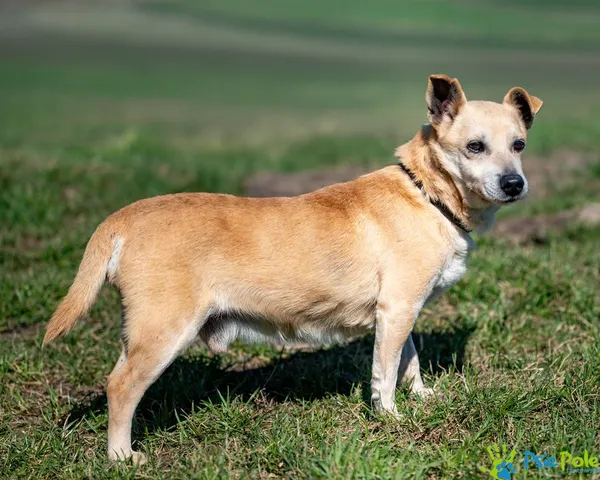 Znaleziono psa, Racławice, 3 stycznia 2025 (3/5)