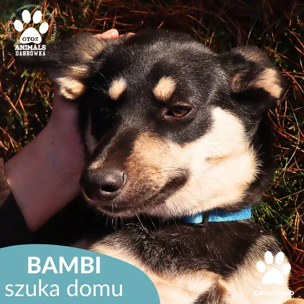 Znaleziono psa, Dąbrówka, 3 grudnia 2025 (1/4)