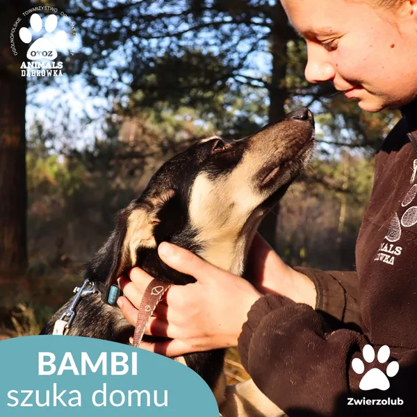 Znaleziono psa, Dąbrówka, 3 grudnia 2025 (2/4)