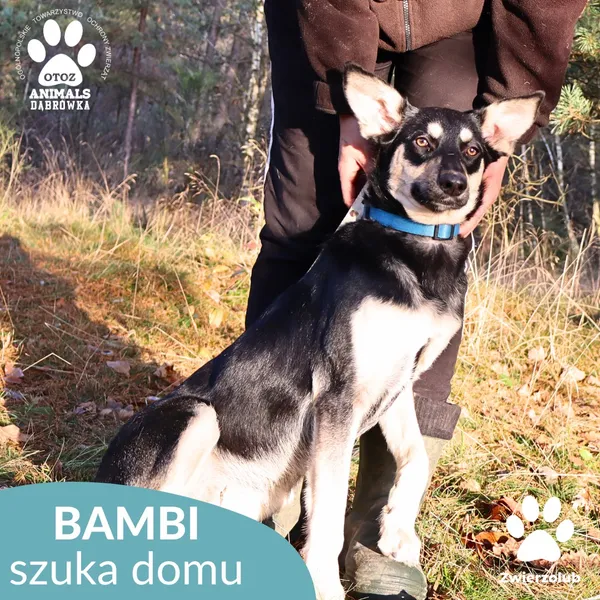 Znaleziono psa, Dąbrówka, 3 grudnia 2025 (4/4)