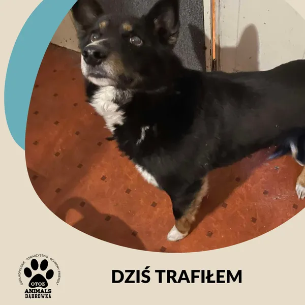 Znaleziono psa, Dąbrówka, 4 stycznia 2025