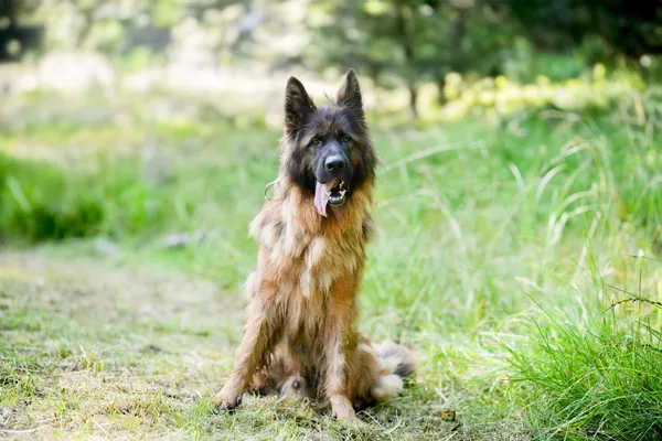 Znaleziono psa, Sosnowiec, 4 stycznia 2025 (5/5)