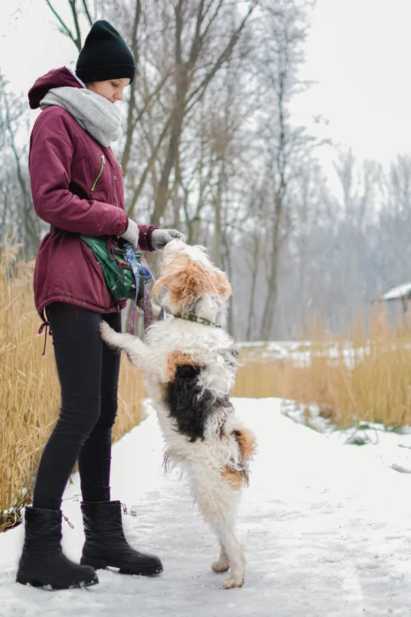 Znaleziono psa, Sosnowiec, 3 stycznia 2025 (1/5)