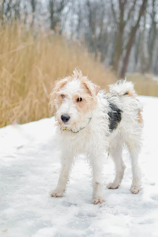 Znaleziono psa, Sosnowiec, 3 stycznia 2025 (3/5)