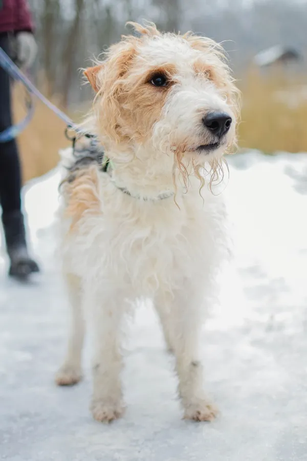 Znaleziono psa, Sosnowiec, 3 stycznia 2025 (4/5)