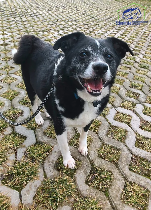 Znaleziono psa, Szczecin, 9 stycznia 2025 (1/2)