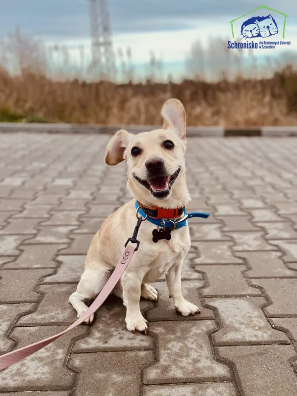 Znaleziono psa, Szczecin, 9 stycznia 2025 (1/4)