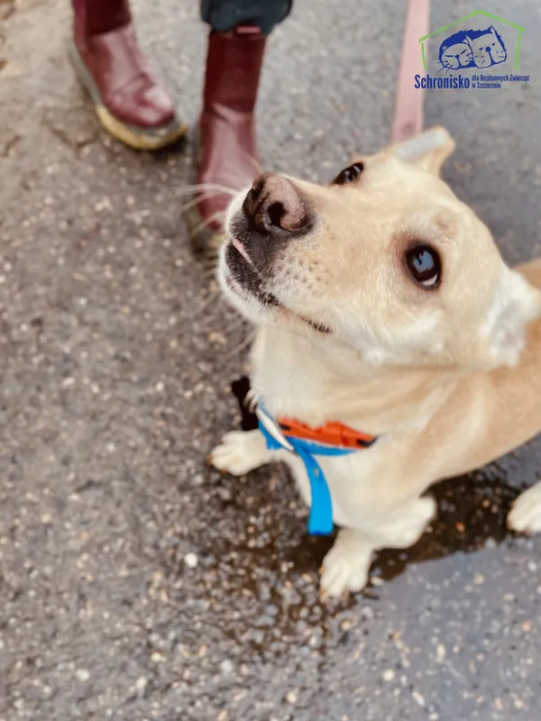 Znaleziono psa, Szczecin, 9 stycznia 2025 (3/4)