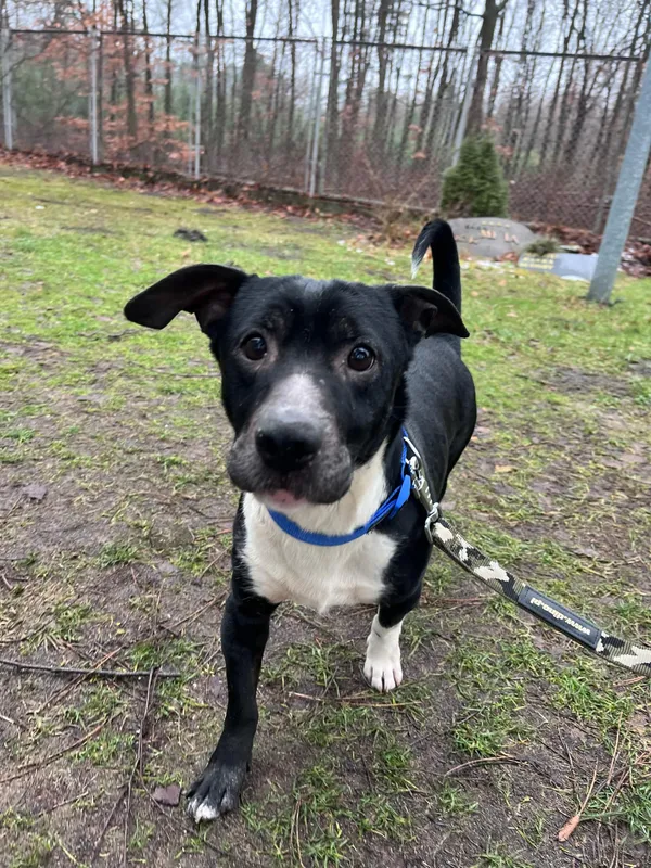 Pies do adopcji, Włocławek, 9 stycznia 2025 (1/4)