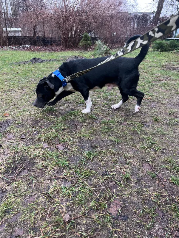 Pies do adopcji, Włocławek, 9 stycznia 2025 (2/4)