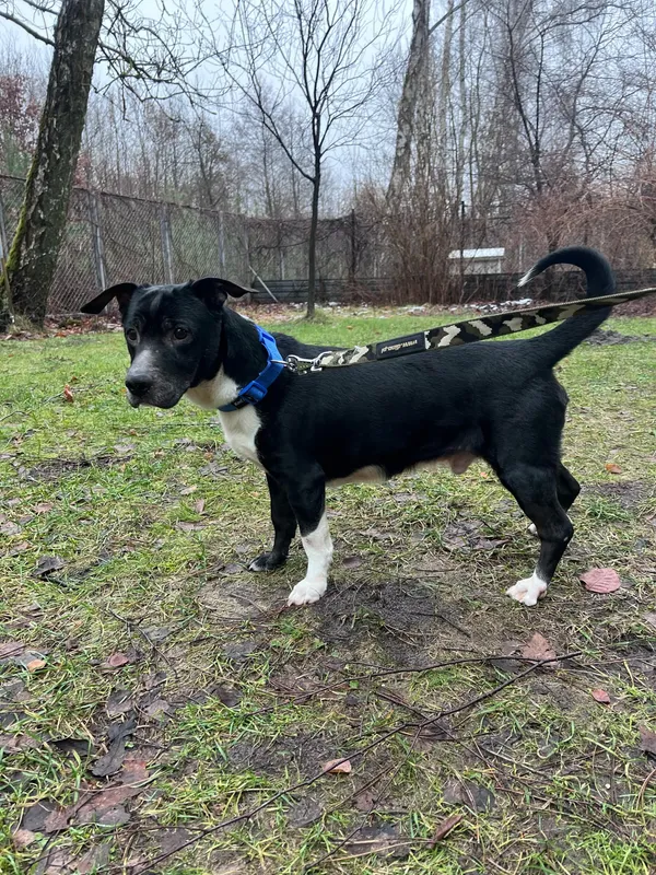 Pies do adopcji, Włocławek, 9 stycznia 2025 (3/4)