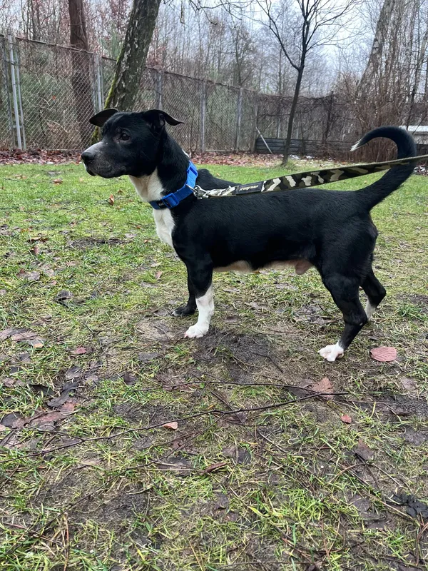 Pies do adopcji, Włocławek, 9 stycznia 2025 (4/4)