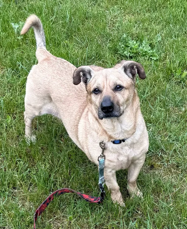 Pies do adopcji, Włocławek, 9 stycznia 2025 (2/5)