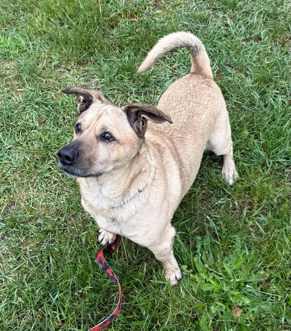 Pies do adopcji, Włocławek, 9 stycznia 2025 (3/5)