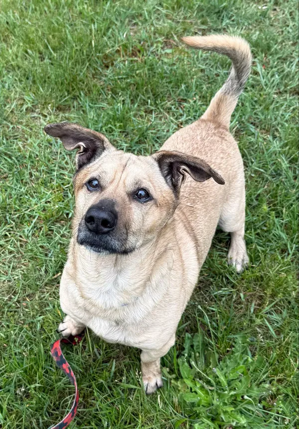 Pies do adopcji, Włocławek, 9 stycznia 2025 (4/5)