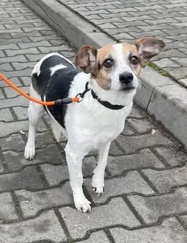 Znaleziono psa, Lublin, 8 stycznia 2025