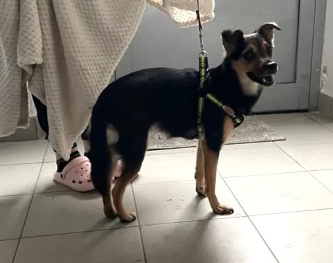 Znaleziono psa, Lublin, 8 stycznia 2025