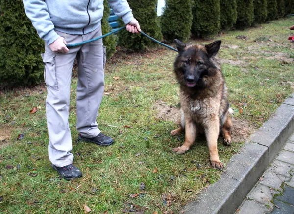 Pies do adopcji, Dębniak, 10 stycznia 2025