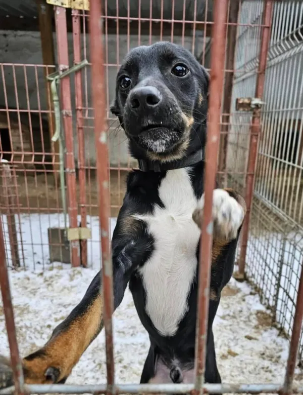 Pies do adopcji, Przyborówko, 18 lutego 2025 (1/5)