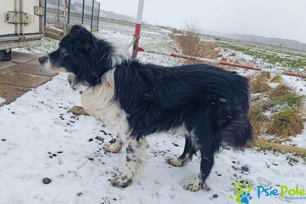 Znaleziono psa, Racławice, 10 stycznia 2025 (5/5)