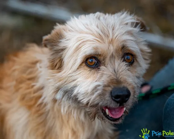 Znaleziono psa, Racławice, 9 stycznia 2025 (1/5)