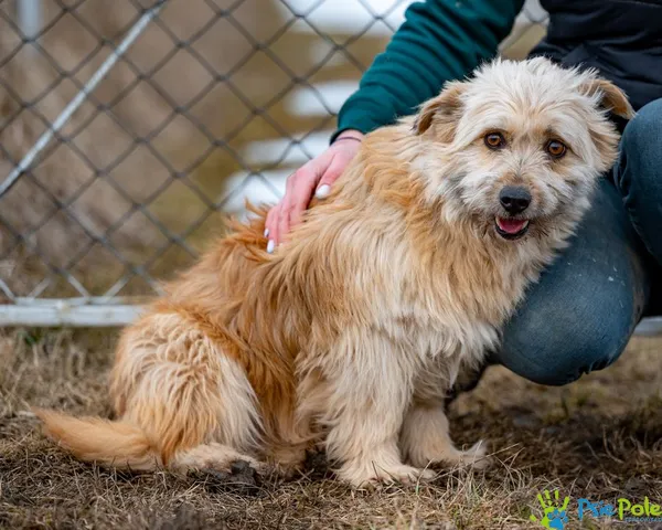 Znaleziono psa, Racławice, 9 stycznia 2025 (2/5)