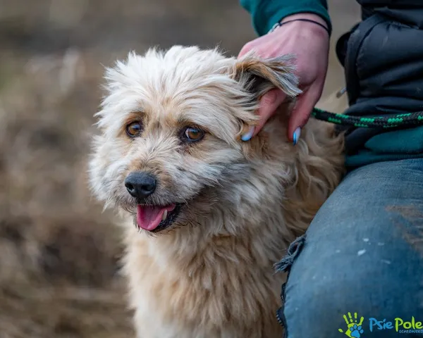 Znaleziono psa, Racławice, 9 stycznia 2025 (3/5)