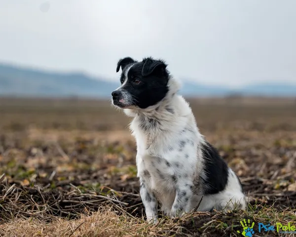 Znaleziono psa, Racławice, 9 stycznia 2025 (3/5)