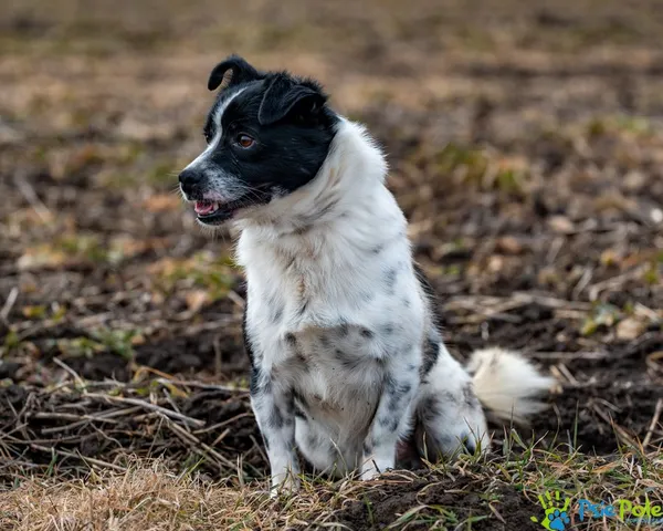 Znaleziono psa, Racławice, 9 stycznia 2025 (4/5)
