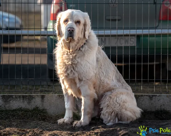 Znaleziono psa, Racławice, 8 stycznia 2025 (4/5)
