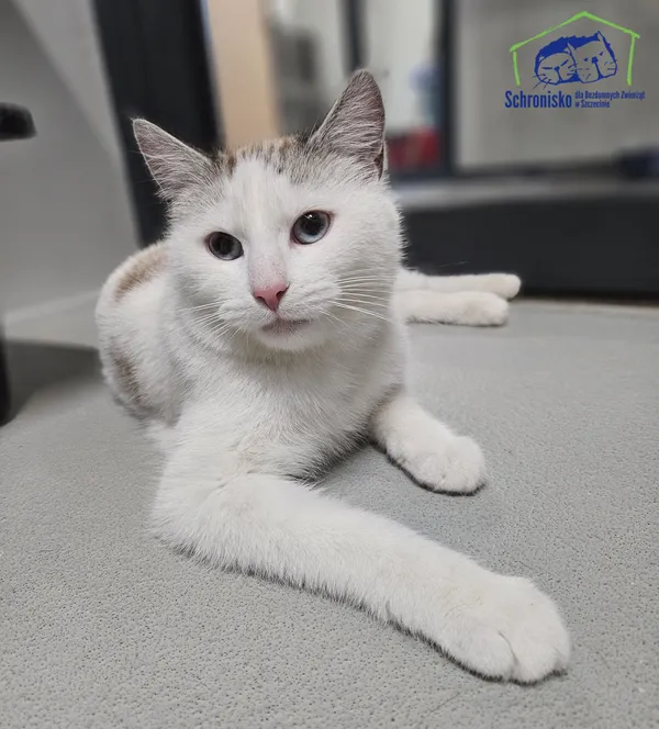 Znaleziono kota, Szczecin, 11 stycznia 2025 (1/2)