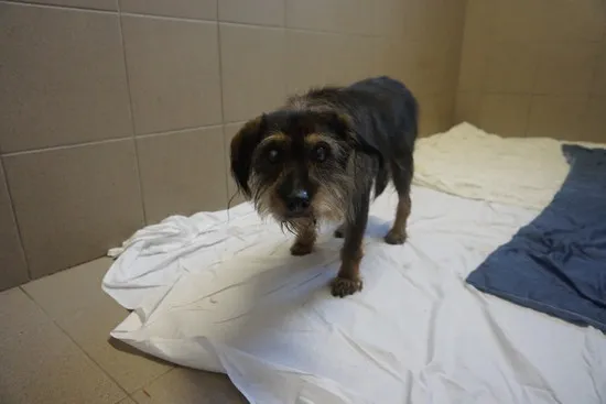 Pies do adopcji, Kraków, 28 grudnia 2024