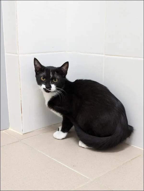 Znaleziono kota, Grudziądz, 7 października 2024