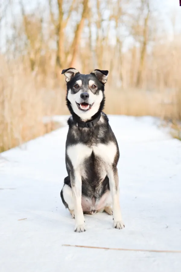 Znaleziono psa, Sosnowiec, 12 stycznia 2025 (1/5)