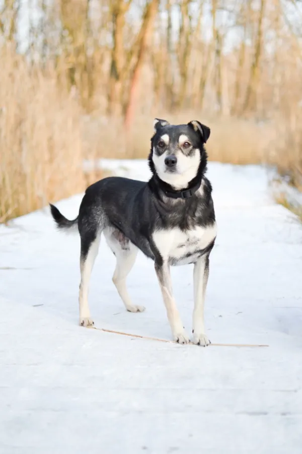 Znaleziono psa, Sosnowiec, 12 stycznia 2025 (3/5)