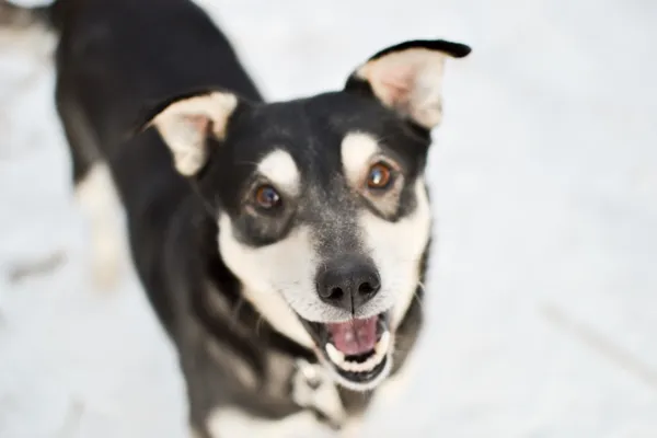 Znaleziono psa, Sosnowiec, 12 stycznia 2025 (5/5)