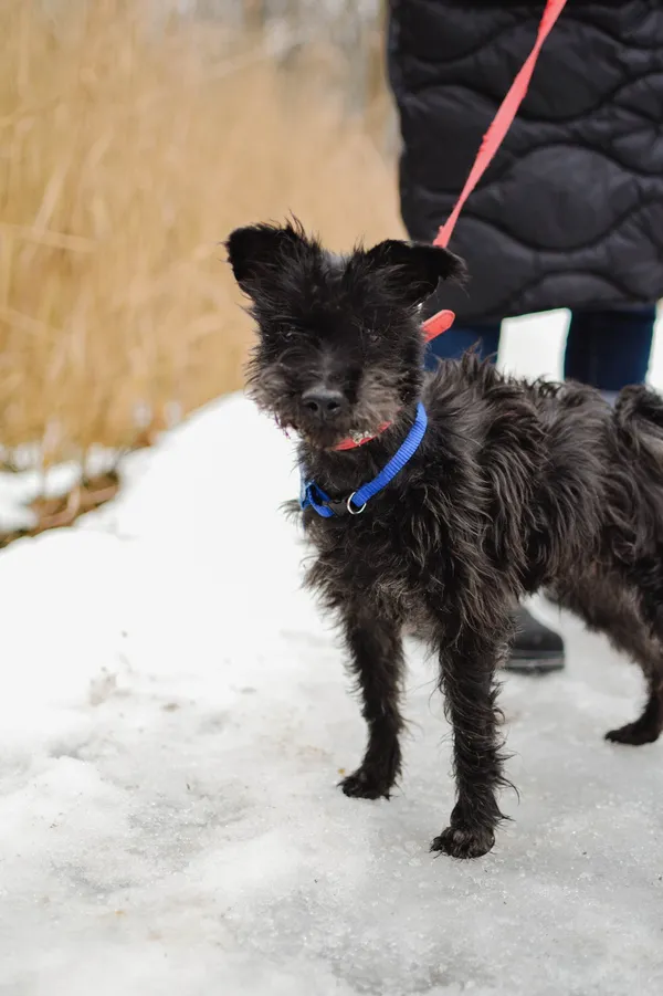 Znaleziono psa, Sosnowiec, 10 stycznia 2025 (1/5)