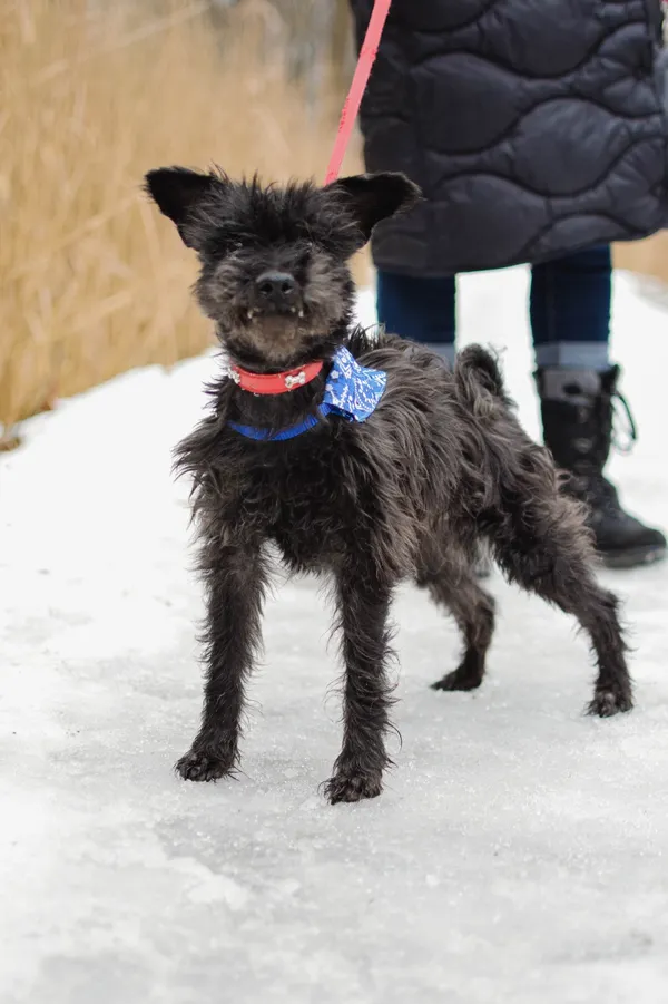 Znaleziono psa, Sosnowiec, 10 stycznia 2025 (2/5)