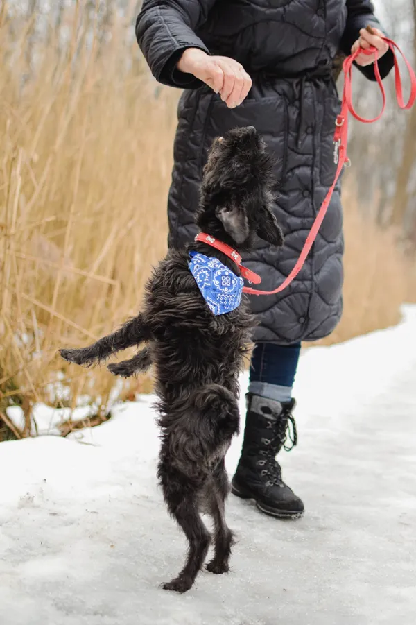 Znaleziono psa, Sosnowiec, 10 stycznia 2025 (3/5)