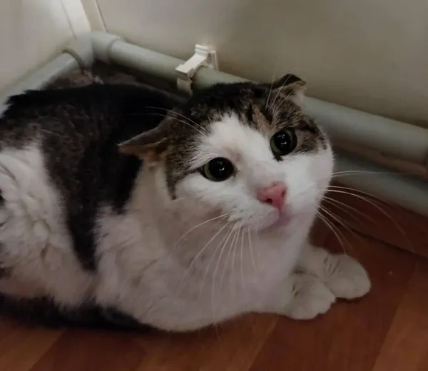 Znaleziono kota, Chojnice, 10 stycznia 2025