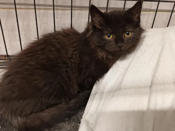 Znaleziono kota, Sosnowiec, 10 stycznia 2025