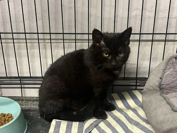 Znaleziono kota, Sosnowiec, 10 stycznia 2025 (1/2)