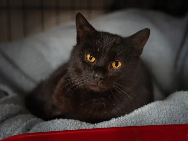 Znaleziono kota, Sosnowiec, 12 stycznia 2025 (1/5)