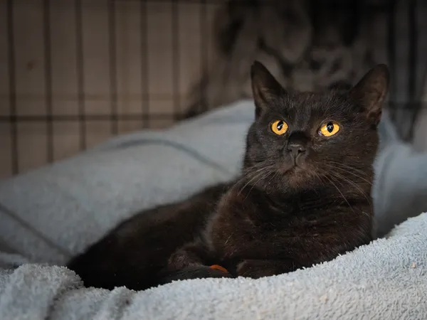 Znaleziono kota, Sosnowiec, 12 stycznia 2025 (2/5)